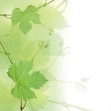 Green grape leaves background clipart