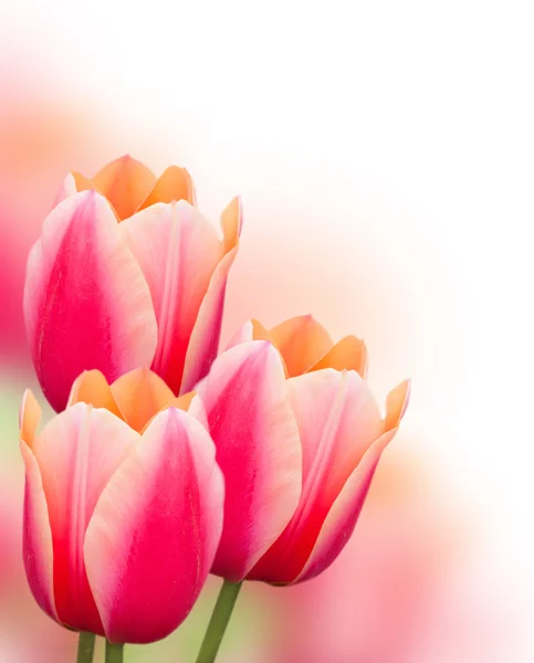 Hermoso fondo tulipanes rosados — Foto de Stock