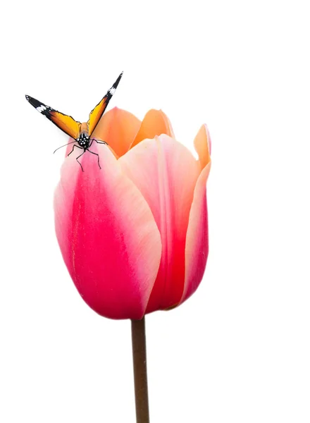 Butterfly on pink tulip — Stock Photo, Image