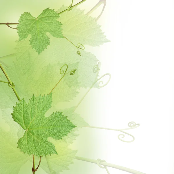 Zielone liście winogron tło — Zdjęcie stockowe