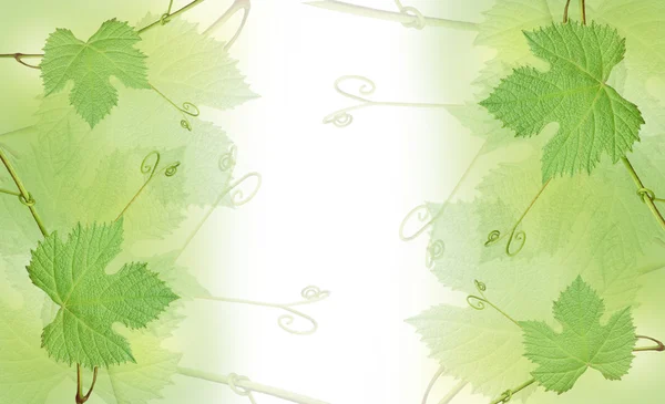 Den grønne vindrueblade grænse - Stock-foto