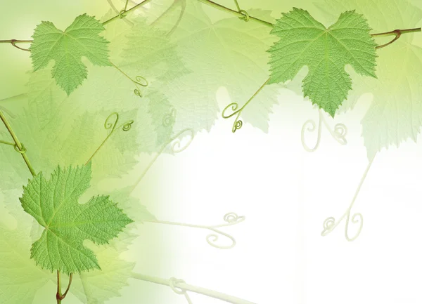Zöld szőlő levelek háttér — Stock Fotó