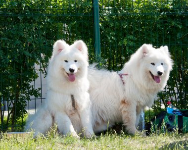 Samoyed dog