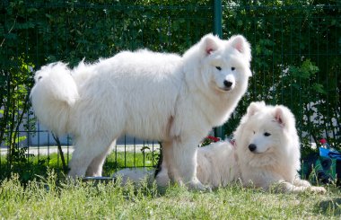 Samoyed köpek