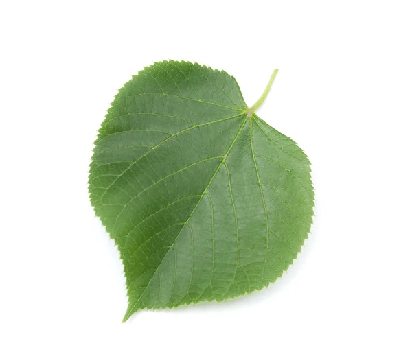 Linden leaf — Stock Photo, Image