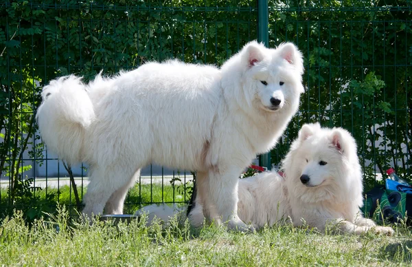 stock image Samoyed dogs