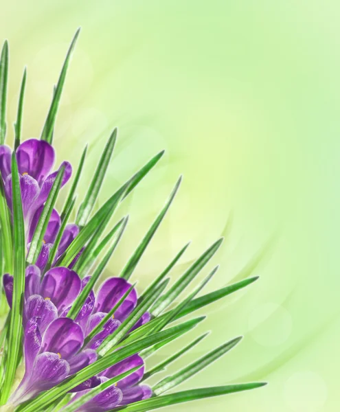紫丁香花番红花背景 — 图库照片