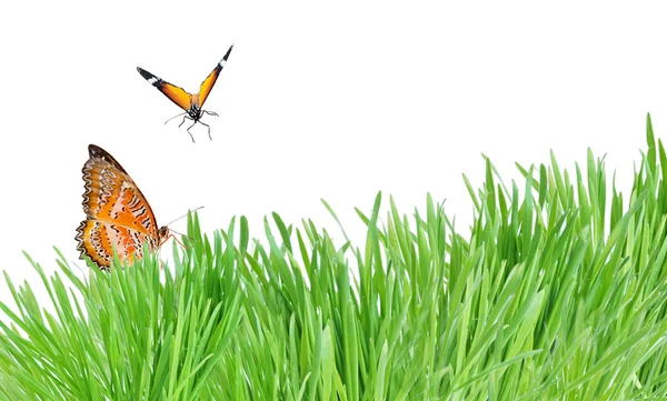 Green grass and butterflies isolated on the white — Stock Photo, Image