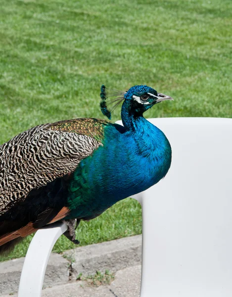 Beautiful peacock in park — Stock Photo, Image