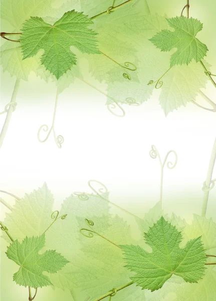 La bordure verte de la feuille de raisin — Photo