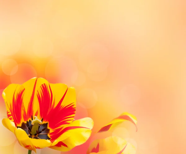 Belo fundo tulipa — Fotografia de Stock
