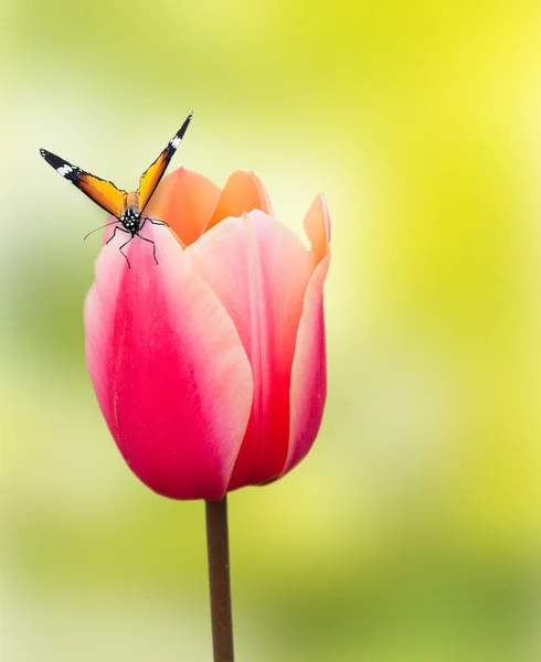 Motýl na krásné růžové Tulipán — Stock fotografie