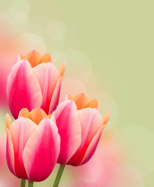 Beautiful pink tulips on green background — Stock Photo, Image