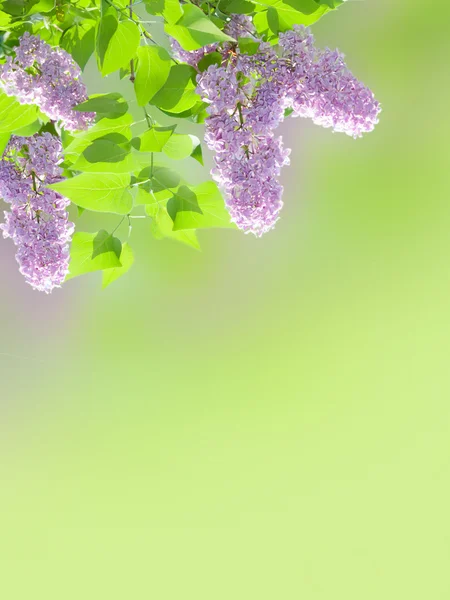 Lilac achtergrond — Stockfoto