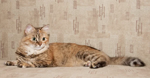 Büyük bir tekir kedi — Stok fotoğraf