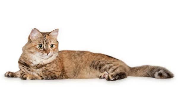 Farklı gözlerle büyük tekir kedi — Stok fotoğraf