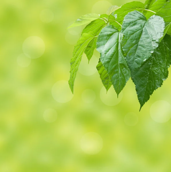Sfondo verde fresco — Foto Stock