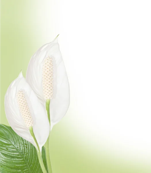 Spathiphyllum background — Stock Photo, Image
