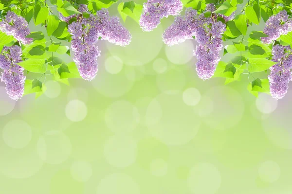 Lilac background — Stock Photo, Image