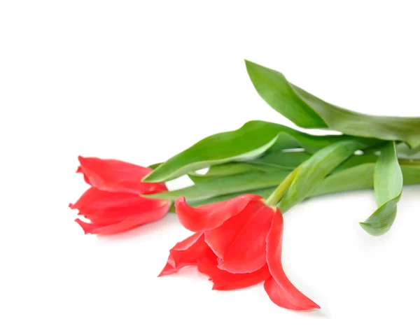 Δύο ροζ tulip — Φωτογραφία Αρχείου