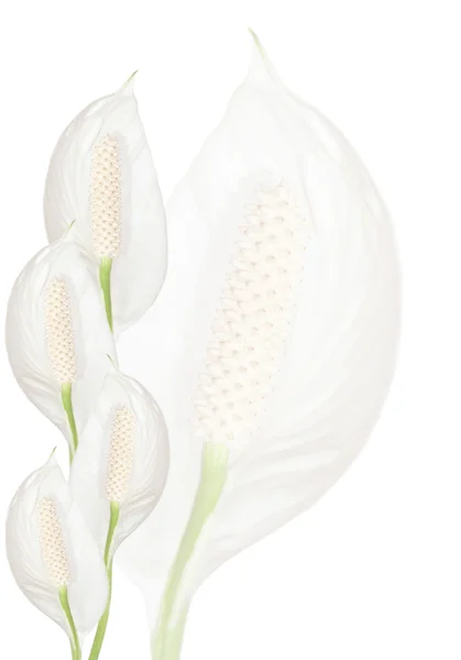 Spathiphyllum flowers background — Stock Image Spathiphyllum flowers background Stock Photo