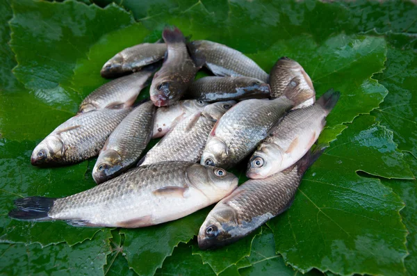 Crucianos de pescado — Foto de Stock