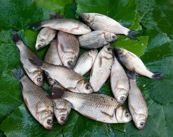 Fish crucians — Stock Photo, Image