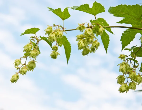 Branch of hops against sky — Stock Photo, Image