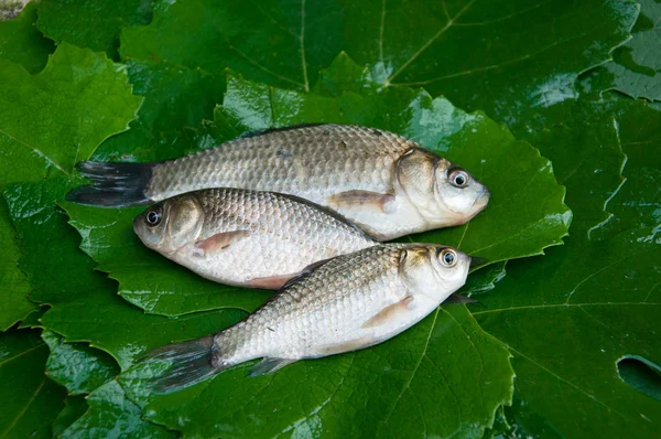 Three Fish — Stock Photo, Image