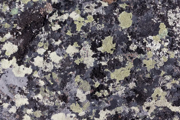 stock image Lichen