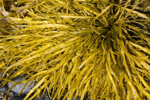 Bruine algen, fucus — Stockfoto