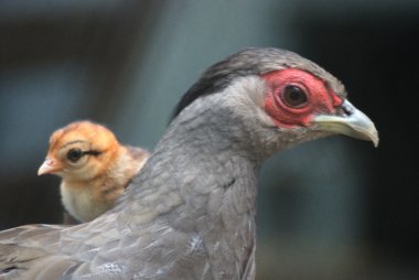 Family of pheasants