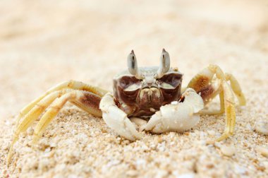 Crab on a beach clipart