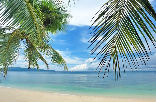 Belle plage avec palmiers — Photo