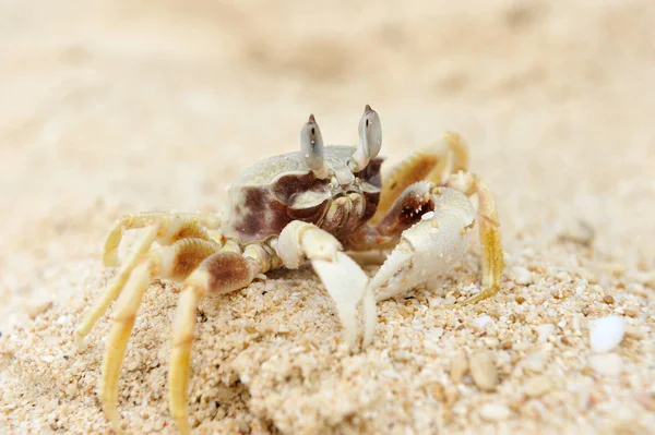 Caranguejo em uma praia — Fotografia de Stock