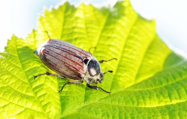 Cockchafer