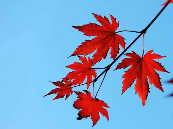 Autumn maple red leaves — Stock Photo, Image