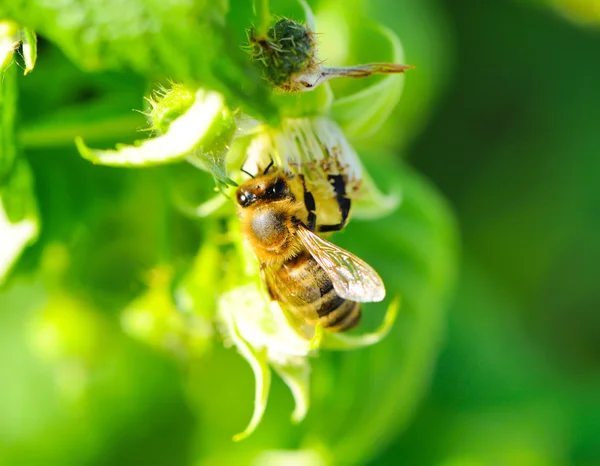 stock image Honey bee