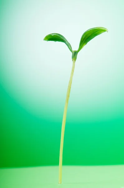 新しい生活のコンセプトを示す緑の苗 — ストック写真