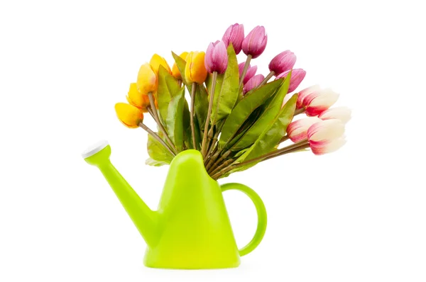 Kertészeti koncepció - Tulipán és öntöződoboz — Stock Fotó
