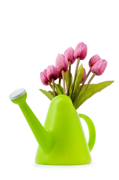 Zahradní koncept - Tulipány a zavlažování může — Stock fotografie