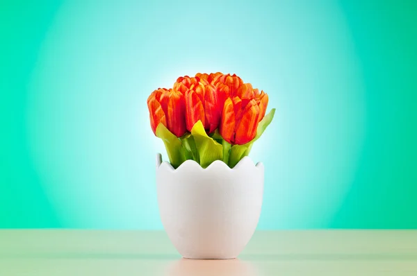 stock image Colorful tulip flowers in the white pot