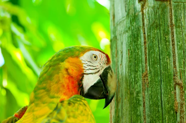 Pássaro de papagaio colorido sentado no poleiro — Fotografia de Stock