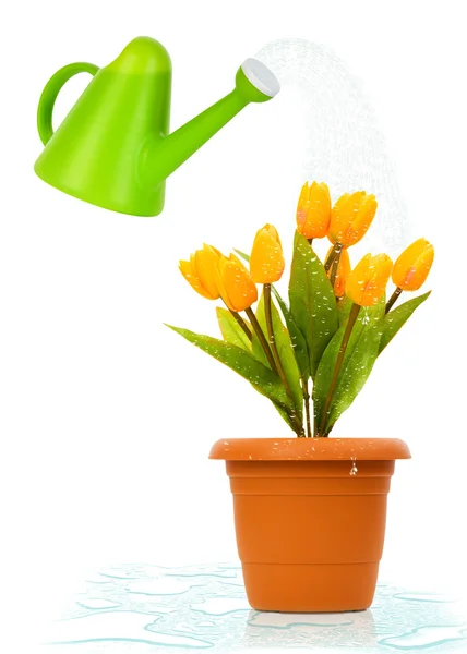 Rega lata e panela de tulipas — Fotografia de Stock