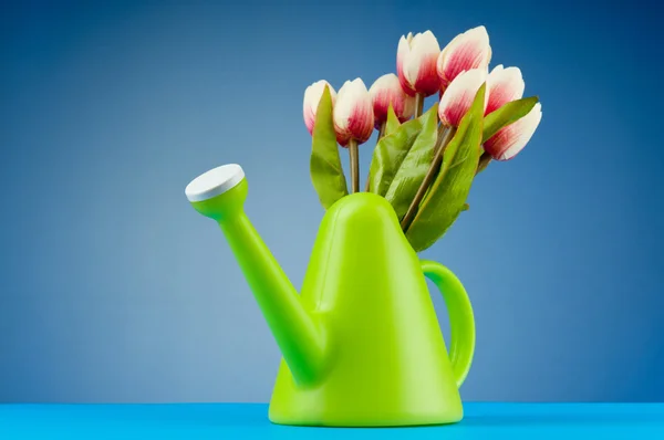 Concepto de jardinería - Tulipanes y regadera —  Fotos de Stock