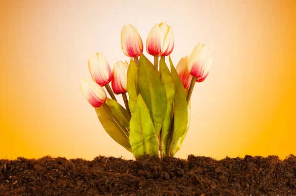 Färgglada tulpanblommor som växer i jorden — Stockfoto