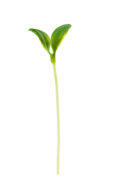 Green seedlings isolated on the white — Stock Photo, Image