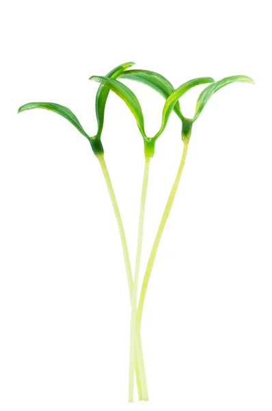 Green seedlings isolated on the white — Stock Photo, Image