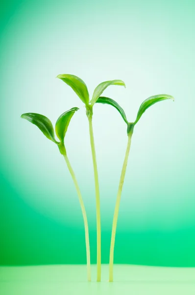 Πράσινο σπορόφυτο που απεικονίζουν την έννοια της νέας ζωής — Φωτογραφία Αρχείου