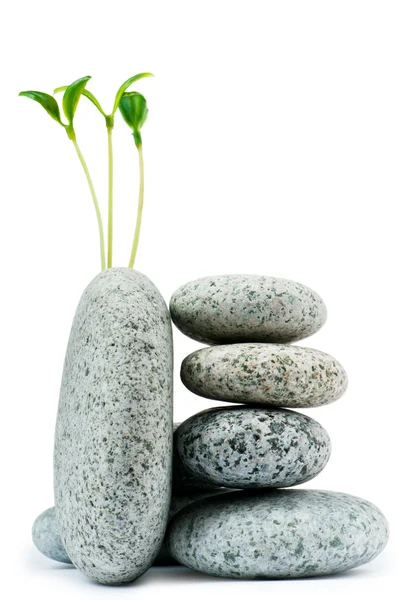 Stenar och plantor - alternativ medicin-konceptet — Stockfoto